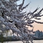 [서호공원, 만석공원] 수원 벚꽃 구경 명소, 봄나들이, 화서역 공원