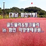 골드뮬리&핑크뮬리 in 함안 악양생태공원 .. [경남 함안여행]