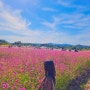 [양주] 나리공원 천일홍축제 국내 10월 가을여행 다녀오기🌺