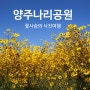 양주나리공원 구절초/코스모스/숙근해바라기/핑크뮬리/아스타/억새/팜파스