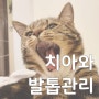 고양이 위생, 치아와 발톱관리 방법