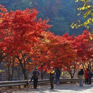 [성남일보] "서울대 관악수목원 단풍에 취한다" - 10월 21일부터 11월 15일까 26일간 시범운영