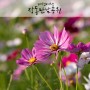 대전여행 :: 대전 장동만남공원 코스모스