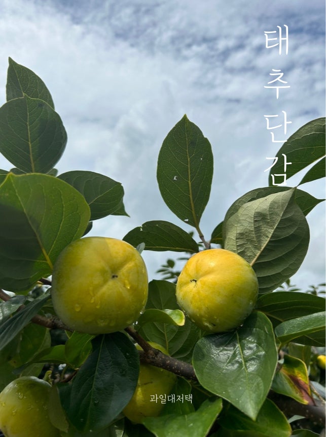 태추단감 프리미엄 배단감 5kg 과일선물 상견례선물 단감 고당도 추천 ️+ 과일대저택 : 네이버 블로그