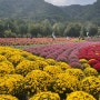 [23년 10월] 강원산림세계엑스포 2023 / 인제 가을꽃축제장