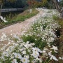 구절초꽃 (2023.10.3) 속리산 연꽃단지앞 도로변