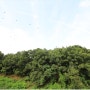 안산신축빌라분양 숲속 조망권 2억대 중반 사동빌라매매
