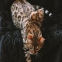 뱅갈 고양이 기본정보::분양 가격 특징 종류 스노우뱅갈 실버 포토 OGUO 반려묘 품종