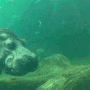 물속을 걷는 하마를 볼 수 있는 사천 아라마루 아쿠아리움