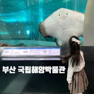 부산 국립해양박물관 무료임에도 너무 알찬 영도 가볼 만한 곳