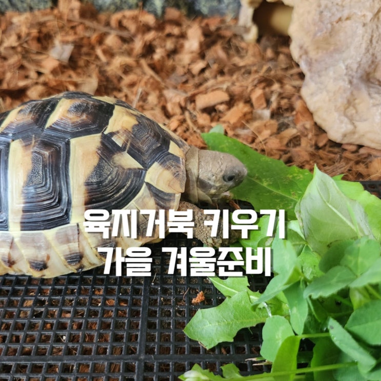 육지거북 키우기: 가을 겨울준비 온도조절 : 네이버 블로그