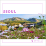 서울 코스모스 가볼만한 곳 은평한옥마을에서 꽃구경