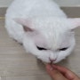 "몬지 캣 MONGE" 고양이 간식캔 기호성좋은 몬지후르츠 치킨&파인애플, 튜나&키위