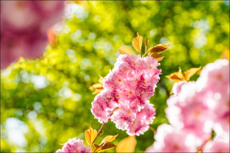 인천 자유공원, 겹벚꽃과 함께 철쭉까지 있는 인천 봄꽃 명소