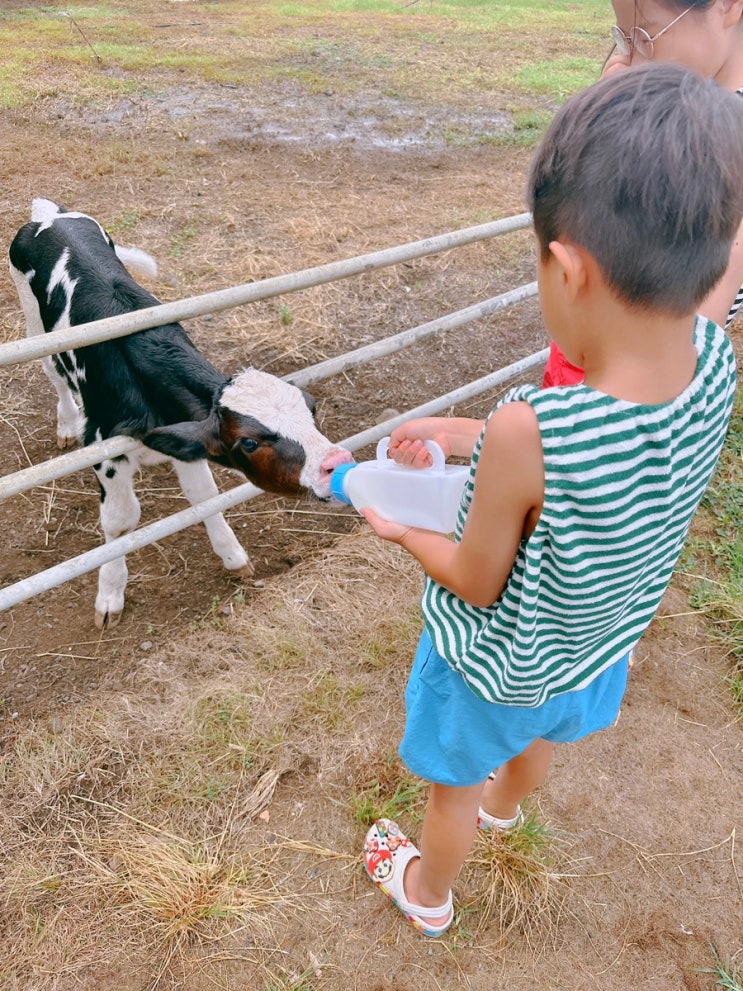 [제주여행] 어니스트밀크 본점 * 송아지우유주기체험...