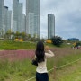 대전 나들이 신탄진 로하스공원으로 핑크뮬리 보러 가기