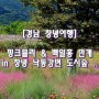 핑크뮬리 & 백일홍 만개 in 창녕 낙동강변 도시숲 .. [경남창녕여행]