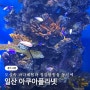 일산 놀거리 아쿠아플라넷 입장권 할인 공연시간