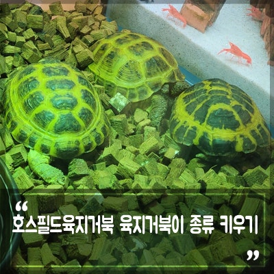 소형 육지거북이 종류 키우기 호스필드육지거북 크기 수명 특징 : 네이버 블로그