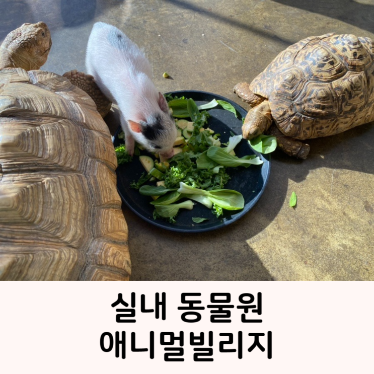 청주 아이랑 가볼 만한 곳 실내 동물원 수암골 애니멀빌리지