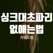 싱크대초파리 없애는 법