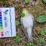 [오늘의 네이처링] Phylloscopus sibilatrix (노랑가슴솔새)