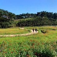 전북 정읍 : 구절초 꽃축제, 꿈에 본 듯한 감동적인 동화나라