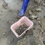 전남 보성 율포 해수욕장 무료 갯벌 체험(네비에 "농부와 바다"검색)
