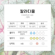 식물별 키우는 방법 : 칼라디움