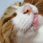 고양이호산구성육아종 입술이 붓는 알러지 염증질환