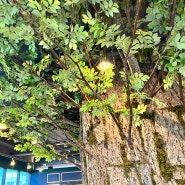 어린이들의 꿈이 자라는 점핑몬스터 광주점 실내에 대형 인조나무 종류인 굴피나무 시공으로 실내를 환상의 나라로 꾸며드렸습니다!
