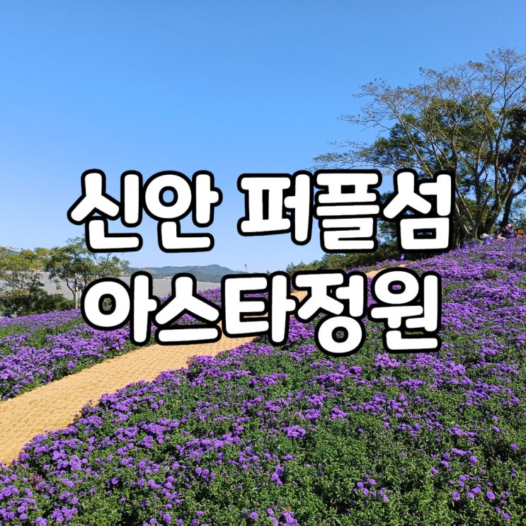 신안 퍼플섬 퍼플교 반월도 박지도 아스타 전남 여행 10월...