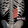 [보라매필라테스] 어깨통증의 원인이 관절이 아닌 삼각근이라면? by 뉴얼라인필라테스 Since2015