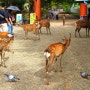 [일본 나라 여행]긴테쓰 나라선 타고 나라 가기!도다이지(입장료)!나라 사슴공원 방문(사슴 먹이 가격)!