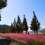 대구 가볼만한곳 : 논공꽃단지 핑크뮬리 코스모스