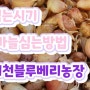 마늘심는시기 마늘심는방법 마늘심는꿀팁3가지 태천블루베리농장