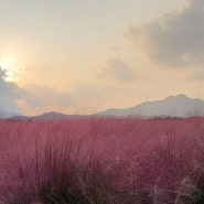 [양주] 나리공원 천일홍축제 / 나리농원 핑크뮬리
