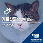 고양이 당뇨, 케톤산증(DKA) - 인천서구24시동물병원