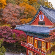 가을의 유혹 :) 구불구불 보발재 고개 넘어 구인사까지 단풍 맛집 가는 길~풍경 죽인단 말씀! 가을여행 떠나자!~