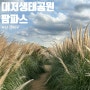 [부산] 가을명소 대저생태공원 팜파스