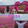 [방문후기] 양주 나리농원 천일홍 축제 가을 꽃구경 경기도 여행 가볼만한 곳 추천