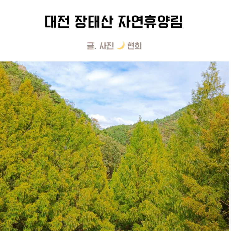 대전 아이랑 장태산자연휴양림 자연놀이터 스카이타워 출렁다리