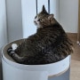 두잇 라운드 테이블 하우스_제품 후기 ( 고양이 스크레처, 숨숨집, 쿠션, 반려묘 휴식공간 )