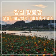 장성 가볼만한곳 황룡강 생태공원 가을꽃축제 코스모스 핑크뮬리 명소