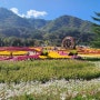 인제에서 꽃길만 걷자 인제가을꽃축제