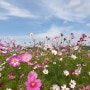 코스모스 명소｜가을에 더 예쁜 나주 드들강 산책로 꽃구경 & 드라이브 (남평 지석천 친수공원)