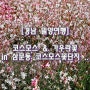 코스모스 & 가우라꽃 in 밀양 삼문동 코스모스 꽃단지 .. [경남 밀양여행]