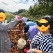 김제 농촌교육농장 고구마체험농장/장작물에 군고구마 체험/농업회사 법인 다놀팜/남양다육농장