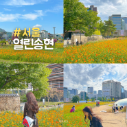 서울 안국역 가볼만한곳 열린송현공원 황화코스모스 꽃구경