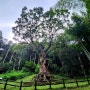 규슈 사가현 다케오 여행 : 다케오 신사 (3,000년 녹나무 / 부부 나무)